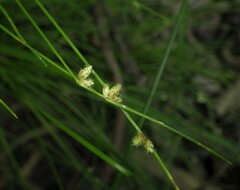 Isolepis