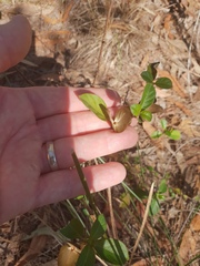 Barleria repens