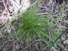 Isolepis