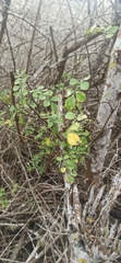 Zanthoxylum fagara