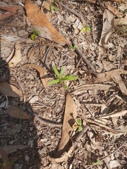 Senecio madagascariensis