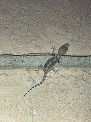 Hemidactylus turcicus