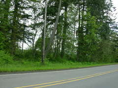 Lathyrus holochlorus