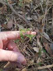 Oplismenus hirtellus