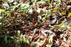 Mycalesis mineus