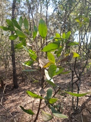 Persoonia cornifolia