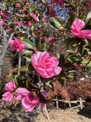 Camellia sasanqua