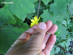 Ranunculus petiolaris