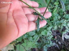Ranunculus petiolaris