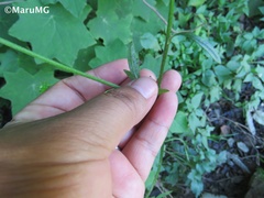 Ranunculus petiolaris