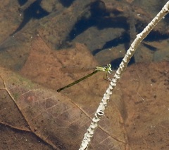 Ischnura pruinescens