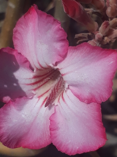 desert rose
