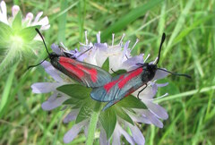 Zygaena minos