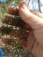 Melaleuca decora