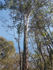Eucalyptus moluccana