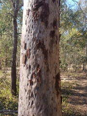 Corymbia henryi