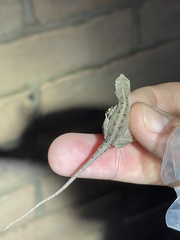 Anolis sagrei