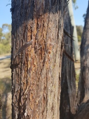 Leptospermum trinervium