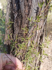 Leptospermum trinervium