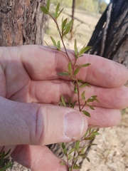 Leptospermum trinervium