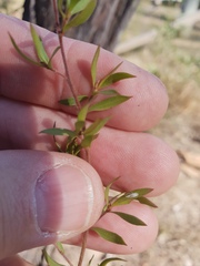 Leptospermum trinervium