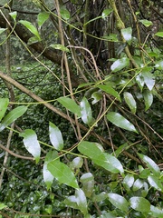 Passiflora tetrandra