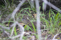 Varanus panoptes panoptes