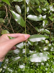 Passiflora tetrandra