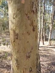 Eucalyptus propinqua
