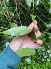 Passiflora tetrandra