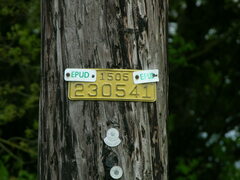 Lathyrus holochlorus