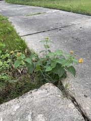 Lantana camara
