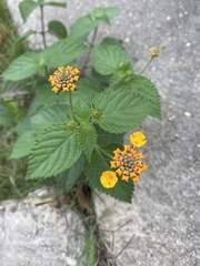 Lantana camara