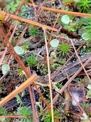 Cladonia pyxidata