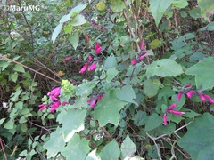 Salvia involucrata