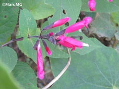 Salvia involucrata