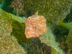 Brachaluteres jacksonianus