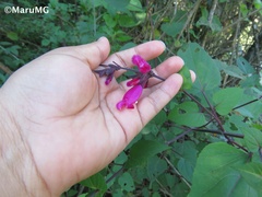 Salvia involucrata