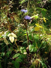 Cicerbita macrophylla uralensis