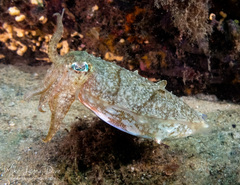 Sepia plangon