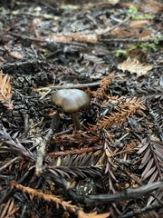 Melanoleuca