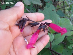 Salvia involucrata