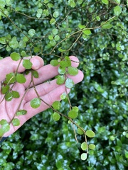 Melicytus micranthus