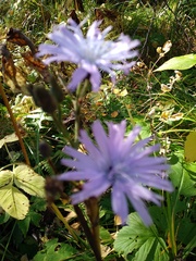 Cicerbita macrophylla uralensis