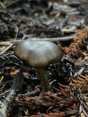 Melanoleuca