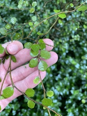 Melicytus micranthus