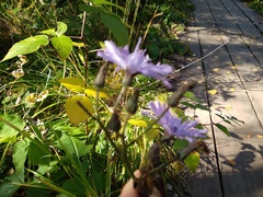 Cicerbita macrophylla uralensis