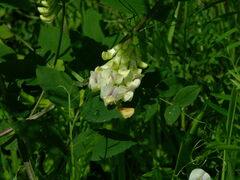 Lathyrus holochlorus
