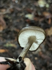 Melanoleuca