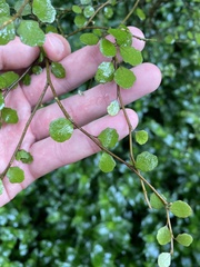 Melicytus micranthus